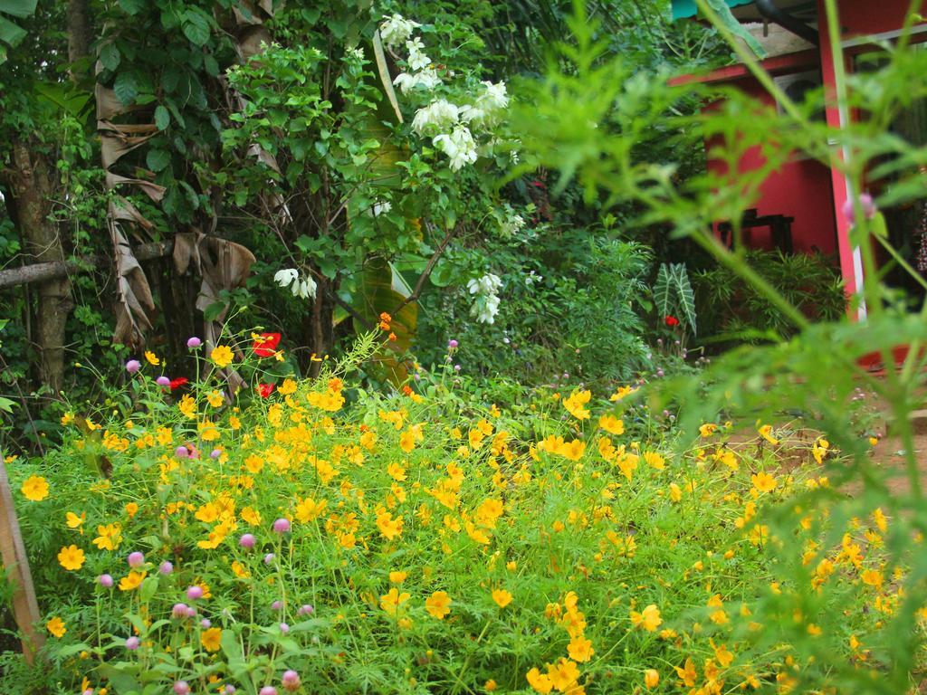 Little Pink House Apartment Mirissa Phòng bức ảnh
